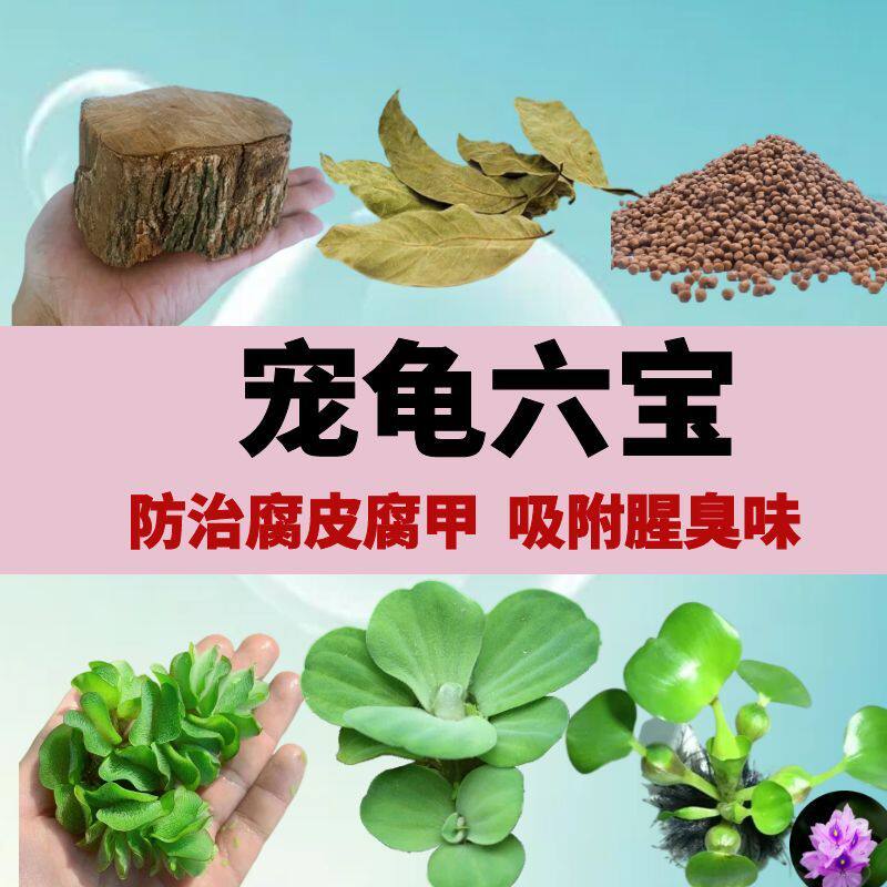 乌龟缸专用绿乌龟缸专用绿