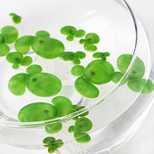 奇艺家居仿真浮萍水草绿色浮萍鱼缸装 饰品造景摆件 饰水草水族箱装