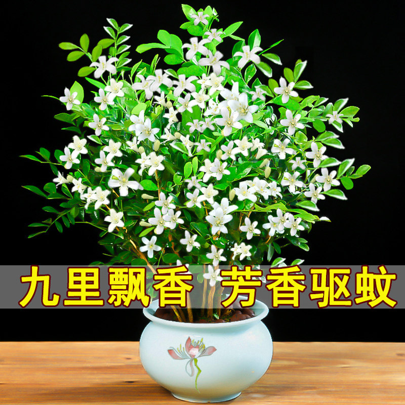 九里香盆栽水培植物老桩四季七里