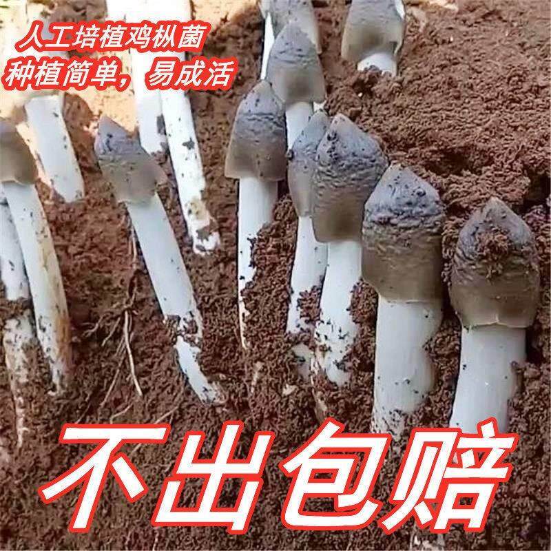 人工种植鸡枞菌优质蘑菇菌包三塔多肉植物