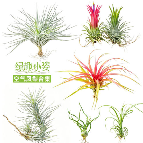 空气凤梨红精灵章鱼美杜莎比克利