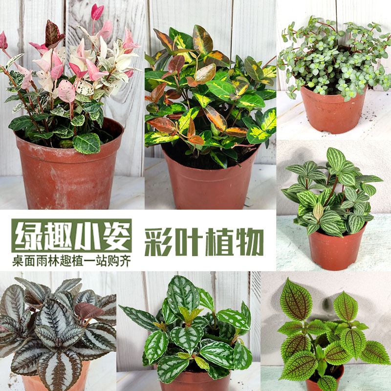 桌面盆栽菖蒲嫣红蔓豆瓣绿冷水花图片