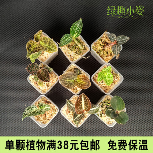 各类宝石兰金属光泽耐阴热植