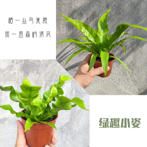 鸟巢蕨室内桌面耐阴附生植物盆栽