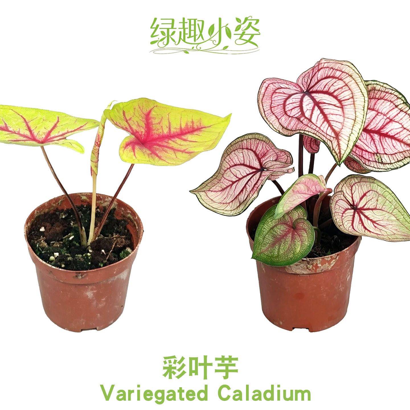 彩叶芋 网红盆栽室内桌面观叶植物 四季好养彩色叶片居家客厅绿植