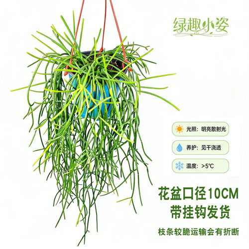 丝苇倒吊垂藤雨林植物盆栽喀秋莎红叶昙花玻利维亚室内耐旱阴好养