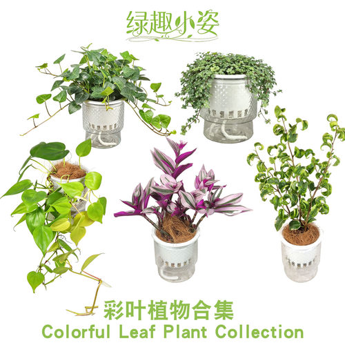 网红彩叶耐阴易养盆栽绿植