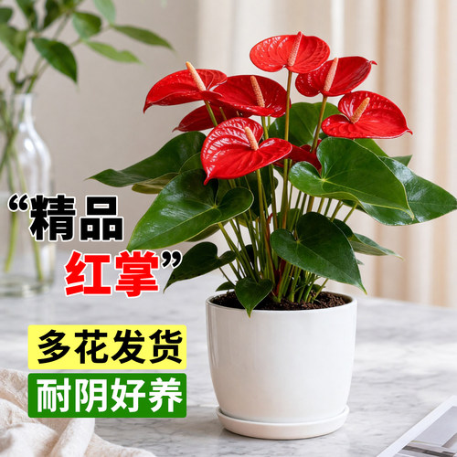 红掌水培盆栽带花鸿运当头