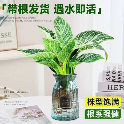 铂金钻盆栽室内耐阴好养净化空气