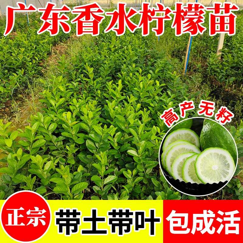 广东香水柠檬苗盆包成活正宗