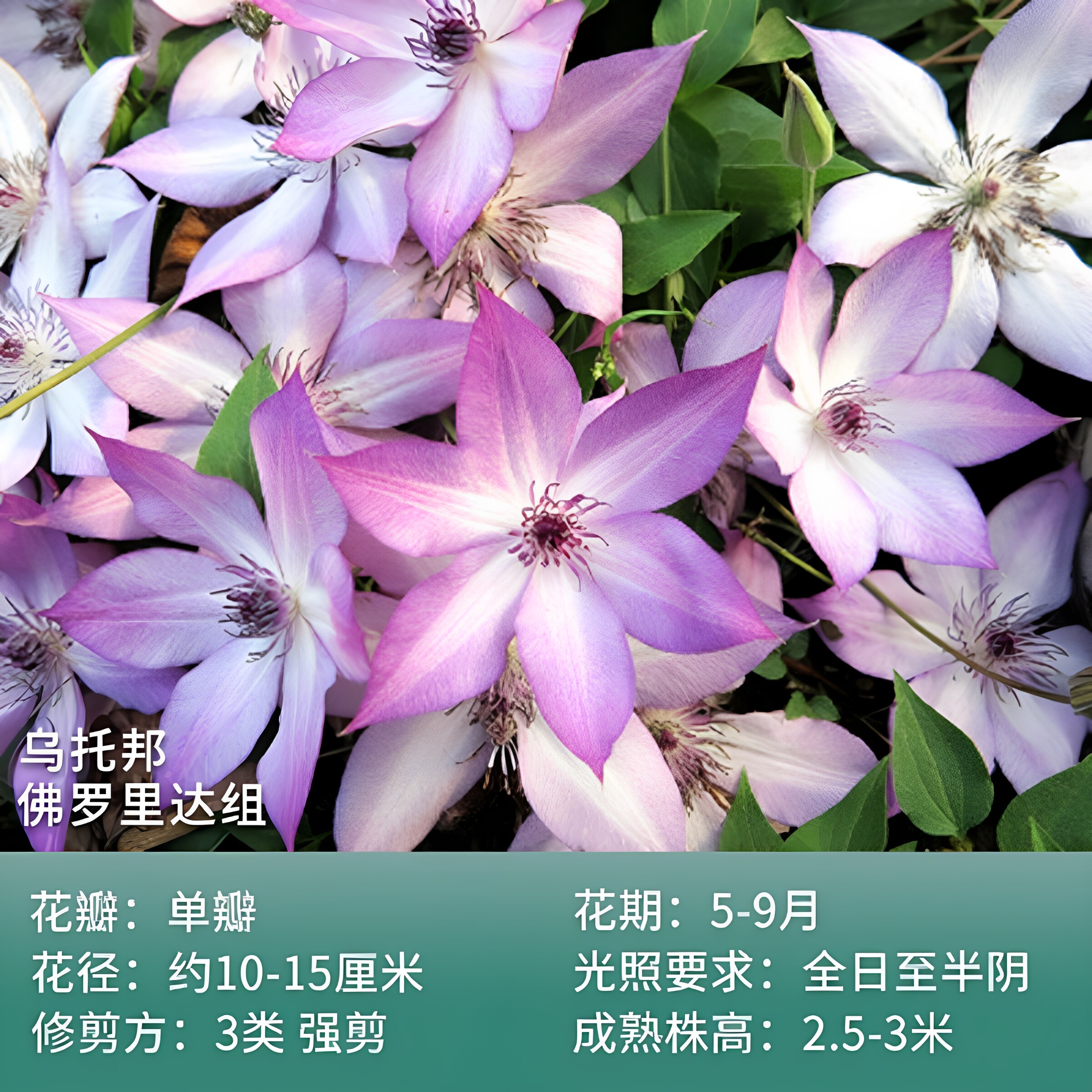 乌托邦铁线莲爬藤植物花苗庭院阳台绿植花卉浓香大花耐寒多季开花