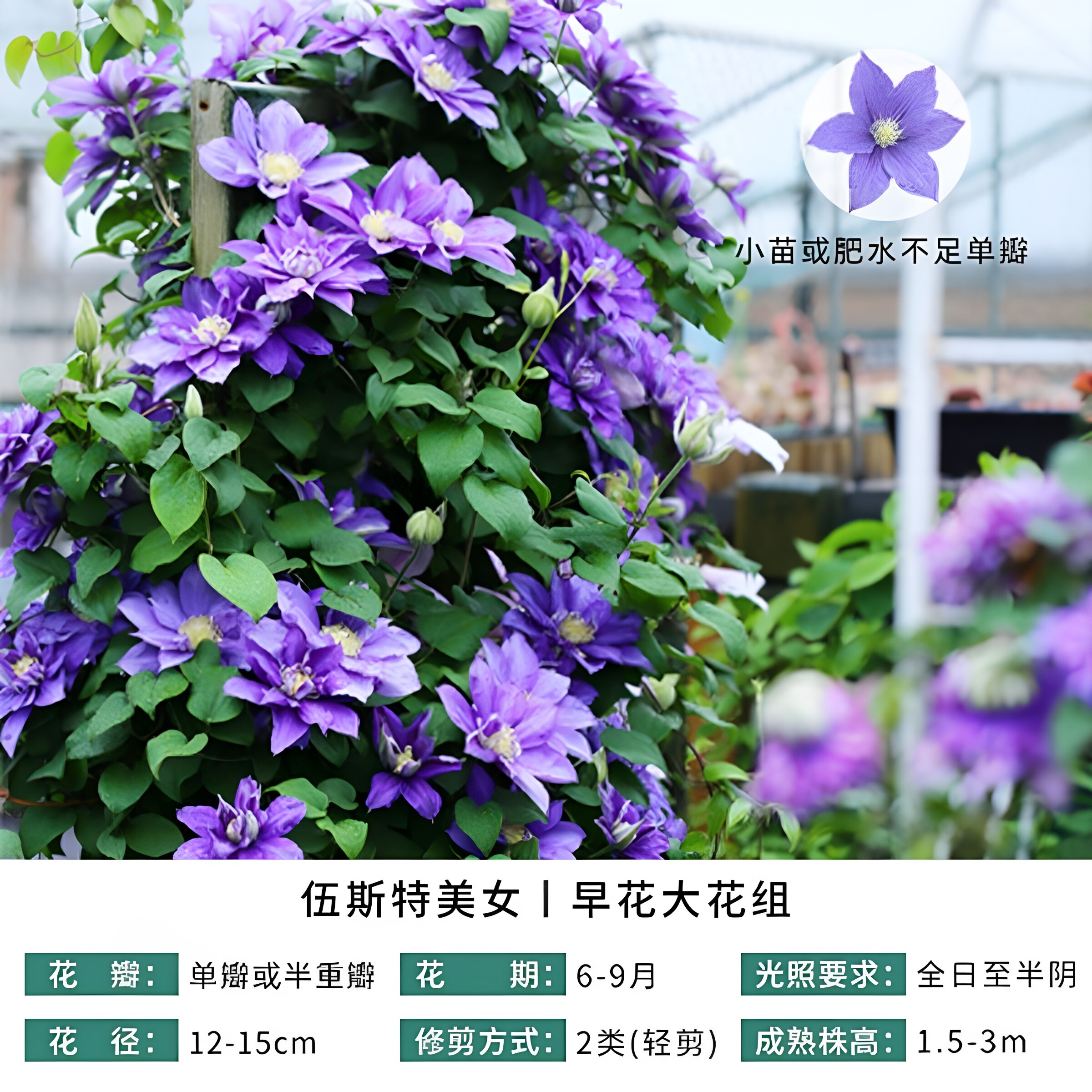 伍斯特美女铁线莲爬藤植物花苗庭院阳台绿植花卉浓香大花多季开花