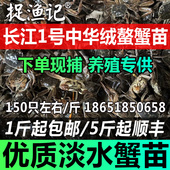 蟹苗螃蟹苗幼苗淡水大闸蟹苗活蟹苗河毛蟹苗长江1号中华绒螯蟹苗