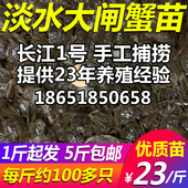 大闸蟹苗迷你小螃蟹苗大闸蟹苗鲜活蟹河蟹苗长江一号中华绒螯蟹苗