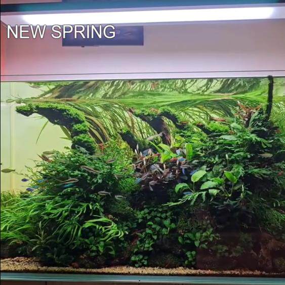 鱼缸设计造景维护专业上门清洗鱼缸鱼池观赏鱼过滤池升级改造假山