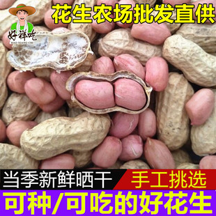 25年新货50斤批发带壳生花生酒店榨油饭店河南白沙四粒红皮花生米