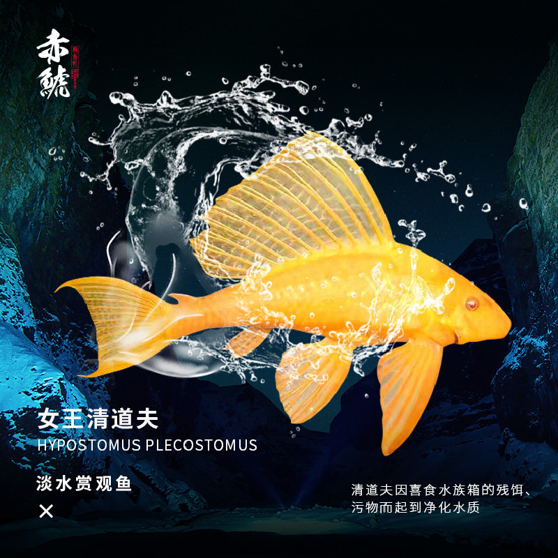 女王清道夫鱼活体清洁垃圾鱼工具鱼金苔老鼠活鱼热带观赏金鱼冷水