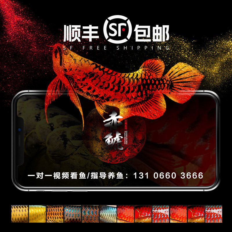 金龙鱼活鱼体金头过背高背金龙鱼苗辣椒红龙超血热带鱼观赏红龙鱼