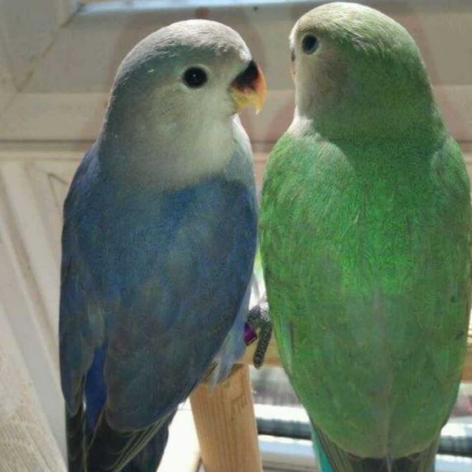 亲人黄桃紫罗兰会学说话的鸟类