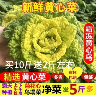 霜冻新鲜黄心乌白菜新鲜乌塌菜菊花心白菜泡泡菜火锅菜百搭菜包邮