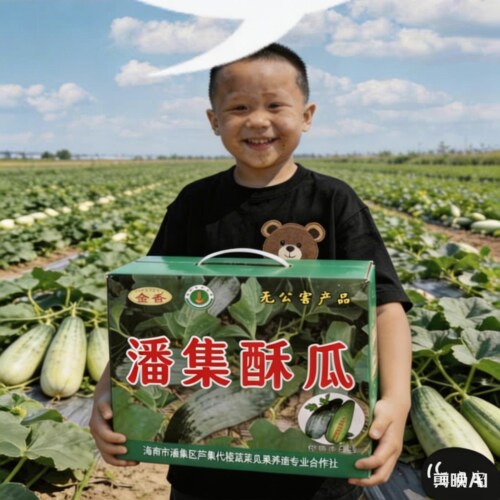 淮南酥瓜新鲜羊角蜜甜瓜香瓜头茬水果潘集发货多省包邮