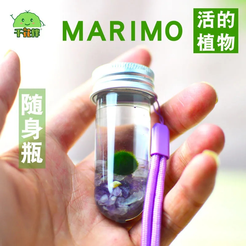 MARIMO幸福海藻球生态瓶微景观水培植物小礼物许愿瓶马里莫送挂绳 鲜花速递/花卉仿真/绿植园艺 海藻球 原图主图