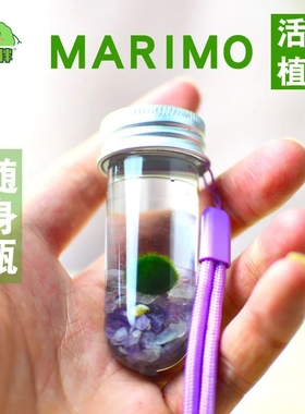 MARIMO幸福海藻球生态瓶微景观水培植物小礼物许愿瓶马里莫送挂绳