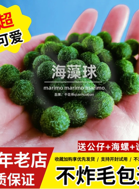 marimo马里莫海藻球微景观生态瓶办公室水培植物宠物绿球藻营养液