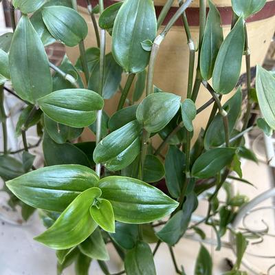 青白玉吊兰花阳台庭院盆栽垂吊植物 可水培可土栽