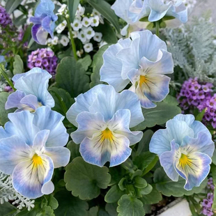 烂甜花园10184角堇一物一拍耐寒冬季开花期长现货阳台花卉盆栽