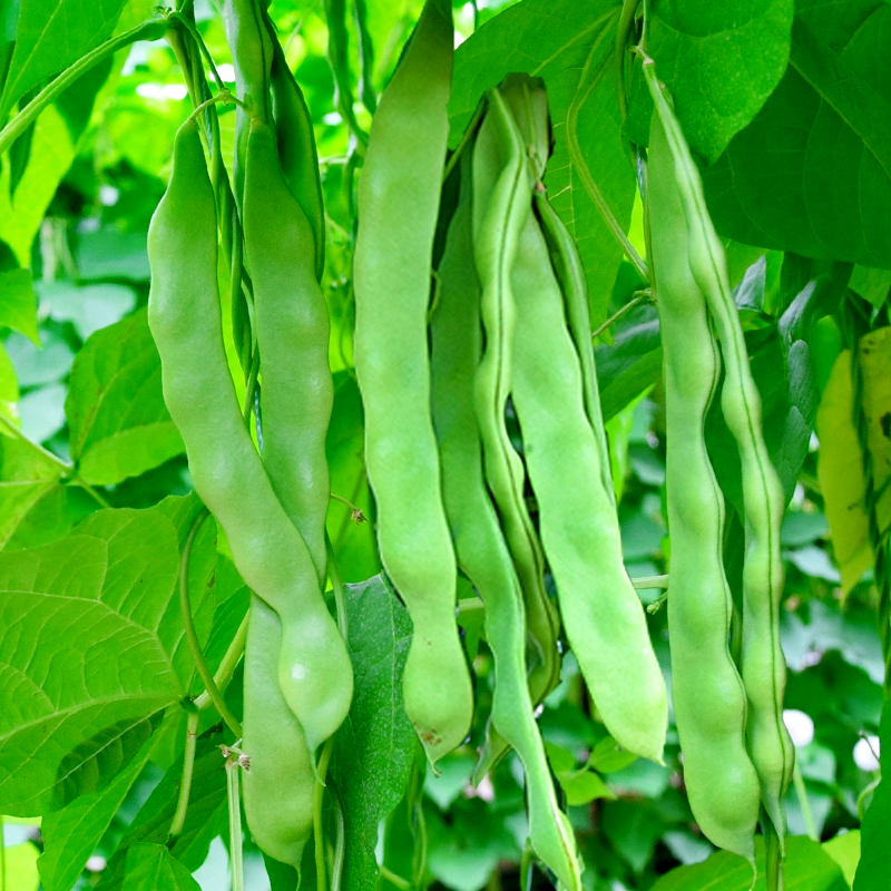 高产宽扁四季豆种子豆角青芸豆籽