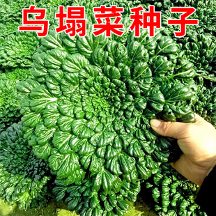 小八叶塌菜乌塌菜种子鲜嫩秋季冬季耐寒抗病千叶菜塌棵菜蔬菜种籽