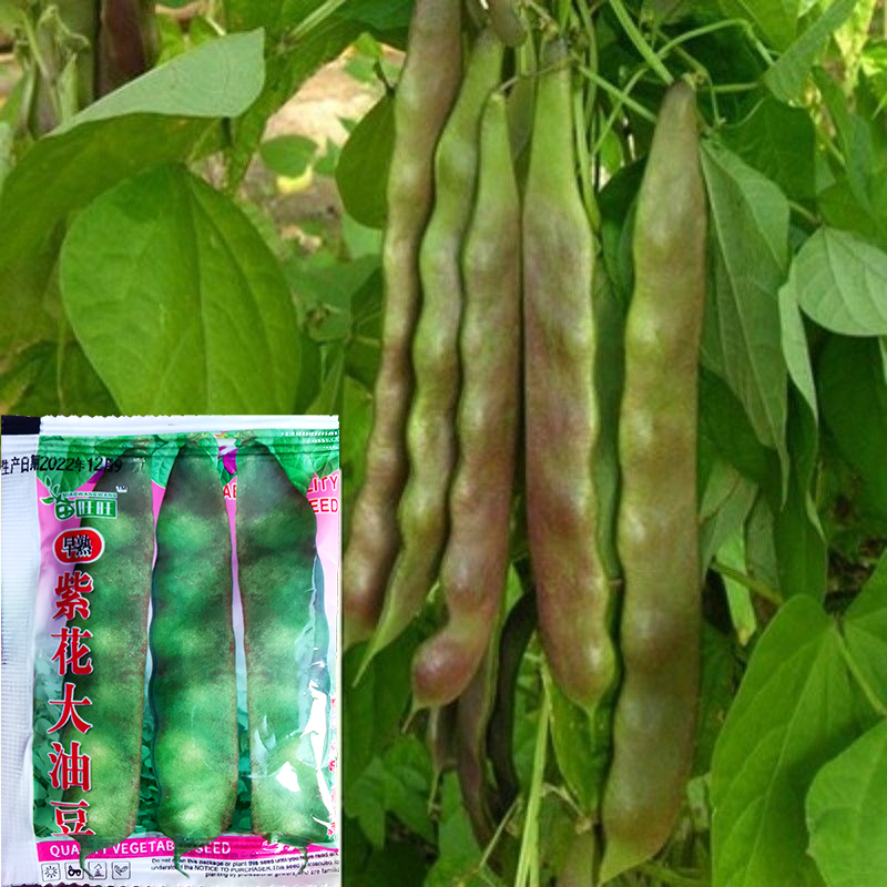 辽宁油豆角种子 高产无筋无柴肉厚宽角早熟紫花大油豆种子