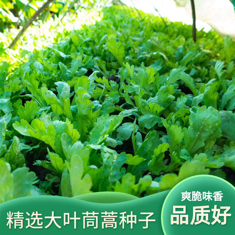 精选大叶茼蒿种子桐花菜籽大全秋冬季蒿菜种籽同蒿阳台四季蔬菜孑