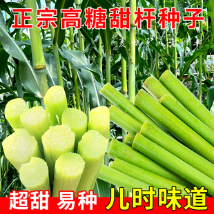 老品种高糖甜杆种籽甜高粱种子农家绿皮高粱春秋播北方小甘蔗种孑