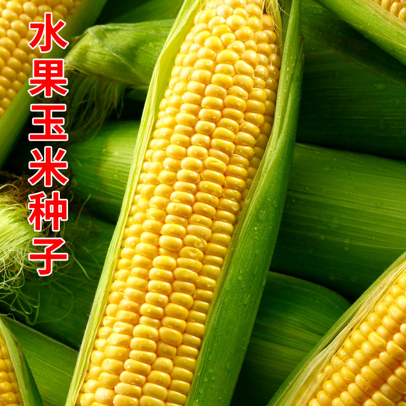 水果玉米种子鲜食甜脆苞谷种籽