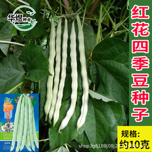 红花四季豆种子四季播无架地豆角种孑大全蔬菜种籽农家田园菜籽种
