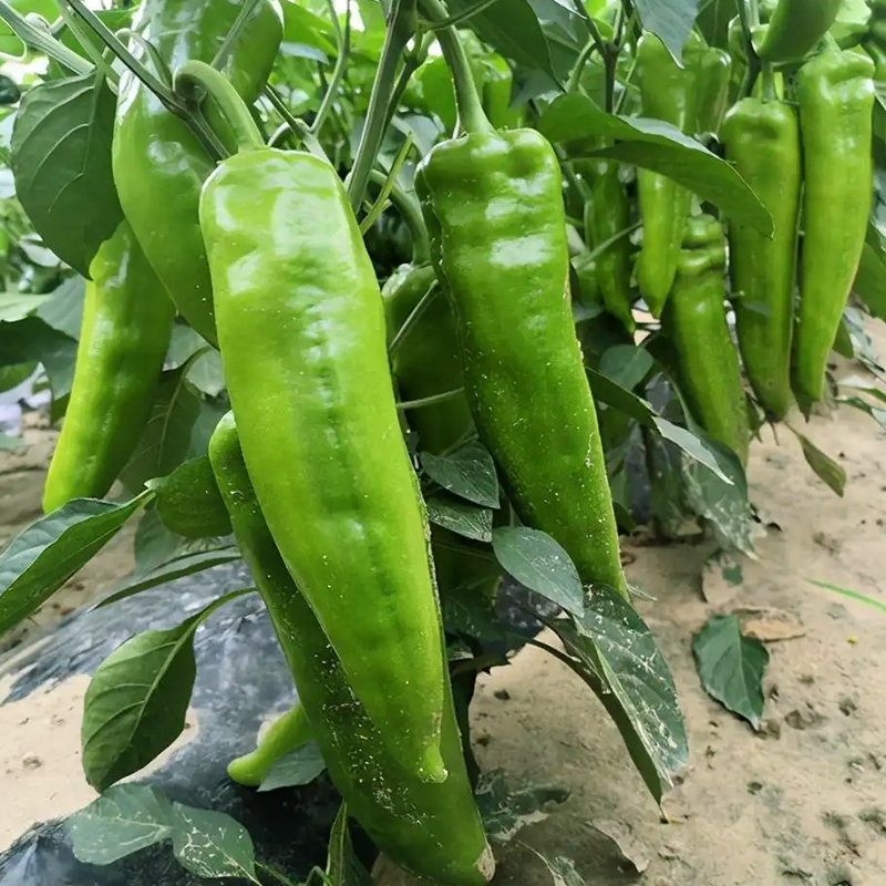 绿色健康大果牛角椒丰产辣味适中