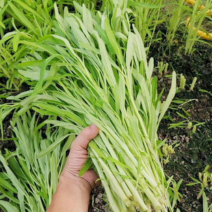 白梗柳叶空心菜种子阳台盆栽庭院春四季疏蔬菜白杆通心蕹菜种籽孑