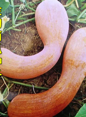 金钩南瓜种籽南狼南瓜种子春蔬菜