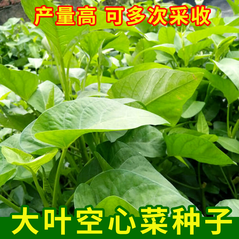 大叶空心菜种子大田四季蔬菜种籽