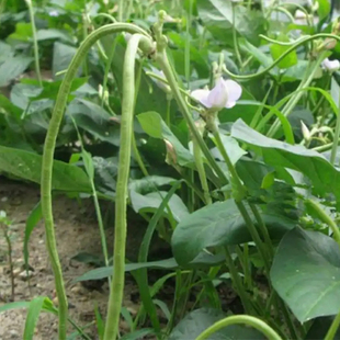 播種豆角蔬菜苗種苗孑 亮美無架豆種子豇豆籽無需搭架陽臺盆栽四季