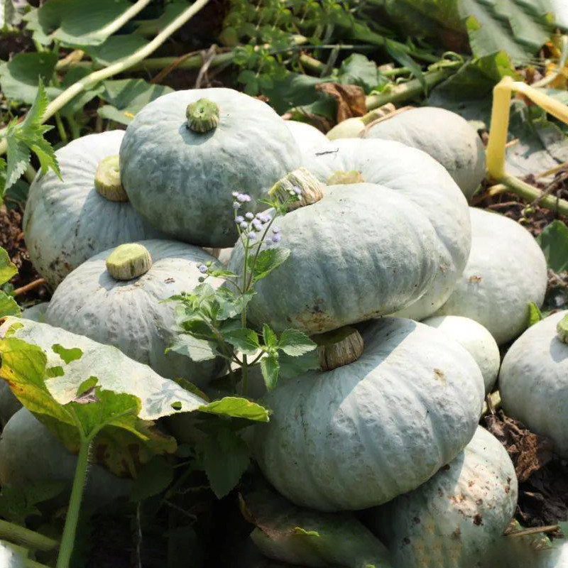 银板栗香粉南瓜种子新疆白皮银栗南瓜种籽板栗味香甜粉糯蔬菜四季