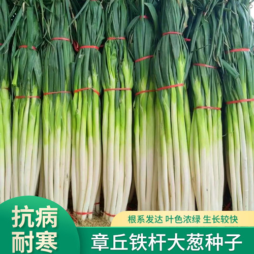 正宗大葱种子豆满园四季