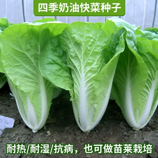 四季 奶油快菜种子种籽小白菜蔬菜青菜菜种孑子籽种大全白莱快菜种