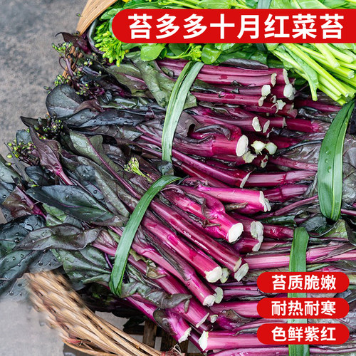 农家青菜尖苔多多十月红菜苔早熟