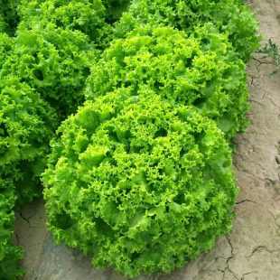 美国大速生菜种子春四季播种植阳台盆栽庭院农家作物疏蔬菜种籽孑
