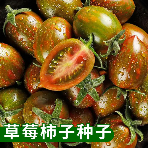 草莓铁皮柿子迷彩小番茄种子