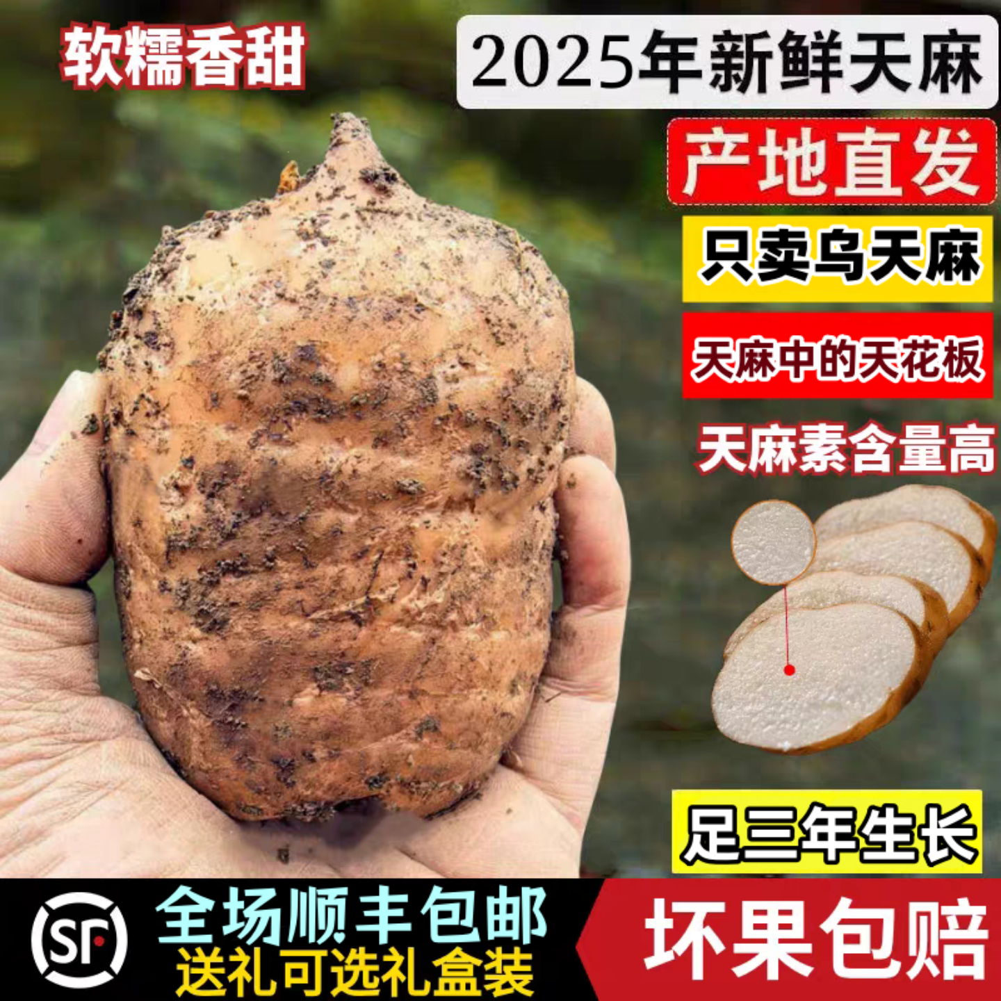 云南昭通小草坝新鲜天麻正宗乌天麻三年生野外野生特级煲汤治头痛