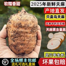 云南昭通小草坝新鲜天麻正宗乌天麻三年生野外野生特级煲汤治头痛